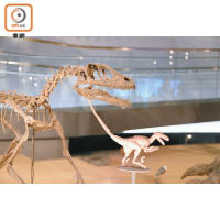 有細小的恐龍模型與骨架對照，讓大家有更具體認識。