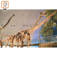 40多副恐龍骨中，不乏含有真化石的部分。