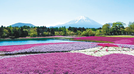 在富士本栖湖Resort舉行的富士芝櫻祭，可以邊賞繽紛的芝櫻、邊遠眺優美的富士山風景。