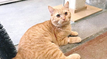 Garfield<br>大大的眼睛，配上胖胖的身體，Garfield是活脫脫的真貓版「加菲貓」，而且很喜歡與人接觸。