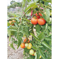直接在本地農莊購買不但能夠吃到最新鮮的番茄，也可確保質素，一斤幾十元的番茄又圓又大非常墜手，一食就知是新鮮貨色。（c）