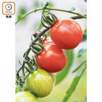 除了大番茄之外，車厘茄也是最為人熟悉的品種。香港的氣候頗適合種車厘茄，新鮮車厘茄特別爽甜多汁。（a）