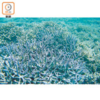 美人魚水道長滿如鹿角般的藍珊瑚。