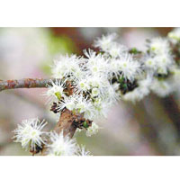 樹葡萄的白花帶淡雅的花香，滿株白花的優美景象媲美日本櫻花盛放。（互聯網圖片）