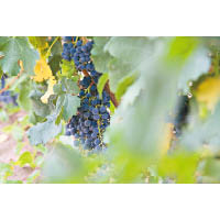 赤霞珠是被廣泛種植以釀製葡萄酒的品種，而高爸爸亦引入法國的葡萄種子在寧夏種植。