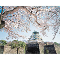 大阪城是關西著名的賞櫻名所。