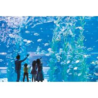 行程包入場暢遊樂天世界水族館，該設施是首爾市區最大的水族館。