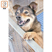 飾演叉燒的QQ是RCAP於數年前拯救的唐狗，在中心居住數年，較少機會與外界接觸，因此性格溫馴細膽。