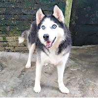 Anita（a）<br>品種：西伯利亞雪橇犬<br>年齡：9歲半<br>性別：雌性<br>毛色：黑、白<br>編號：DF0599