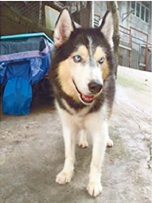 Bosco（a）<br>品種：西伯利亞雪橇犬<br>年齡：9歲半<br>性別：雄性<br>毛色：黑、白<br>編號：DF0598