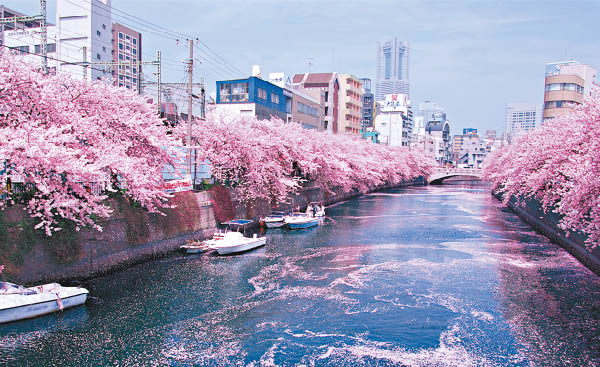 橫濱大岡川水陸櫻紅會 東方日報