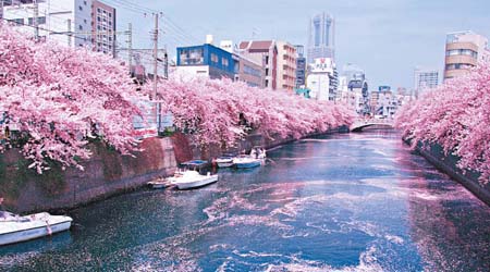 橫濱大岡川是著名的賞櫻勝地，海岸兩旁種了500棵染井吉野櫻花樹，盛放時就連河道也被花瓣染了一抹粉紅，畫面優美。