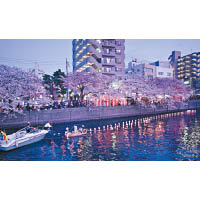 大岡川櫻花祭期間，晚上會亮起紙燈籠照明，柔和的光線映照下別有一番情調。
