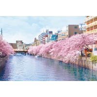 橫濱賞櫻必到之地大岡山，盛放的櫻花形成櫻花大道，場面動人心弦。