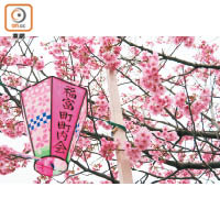 大岡川兩旁種有染井吉野櫻，剛開的時候是粉紅色，落花之時則是白色。