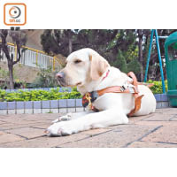 導盲犬可以跟隨主人四圍去，生活不會悶，而且使用者需要每星期帶導盲犬到狗公園玩樂，這不是每個狗主可以做到。