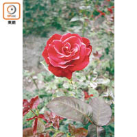 園主從種過的兩百多種玫瑰中，特選出這種香氣及口感最好的山形玫瑰作種植。