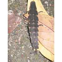 螢火蟲的幼蟲只會在地上爬，靠食蝸牛、蚯蚓等小昆蟲維生。