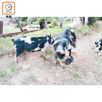 農莊內提供了接觸野豬及雞等動物的機會。