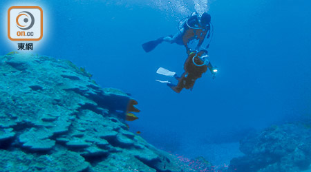 蘭嶼海底能見度終年達30米以上，更是有多達萬條海蛇同游的潛水勝地。