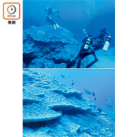 在龍門港海底有很大塊珊瑚礁，潛水教練會帶你慢慢潛近，細看魚兒。