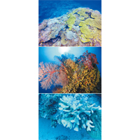 蘭嶼水下珊瑚礁種類豐富。