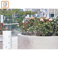 橋上花圃旁設有灑水器，既可以為花朵澆水，亦為行人降溫。