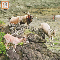 島上給放牧的羊，可能比居民還多，牠們還很愛攀跳海邊石岩。