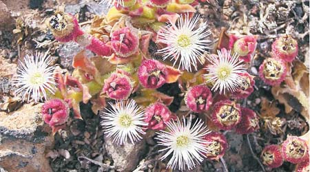 https://commons.wikimedia.org/wiki/File:Unk_desert_flower_2.jpg