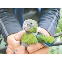 初生的卡卡鸚鵡十分可愛，比手掌還要小。