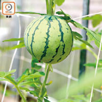 負責人指層疊式種植的西瓜，比傳統泥土式種植的成效高出4倍。