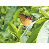 色彩艷麗的斜斑彩灰蝶，喜愛以火炭母作為寄主植物。