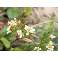 火炭母為香港常見草本植物，除了是斜斑彩灰蝶的寄主植物，亦可作中藥之用。