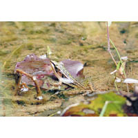 長趾蛙是香港較少見的蛙類，貝澳濕地是牠們其中一個生境。