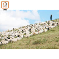 錫林九曲旁的山頭常見羊群放牧，綠草上白毛鬙鬙，非常可愛。