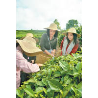 Catherine（左）和媽媽（右）感情要好，兩人寓工作於娛樂，一起到雲南採茶。