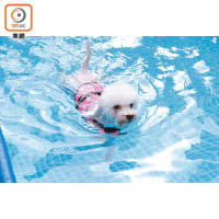小狗蝦餃的泳術了得，輕輕鬆鬆就游了一圈。