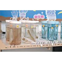 同學們早前嘗試培育水螅體，經過反覆試驗，終於成功繁殖出不同品種的水母。