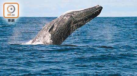 記者現場實拍<br>座頭鯨從海中一躍而見，那一瞬間真教人嘆為觀止。