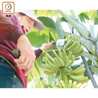 想香蕉長得靚，培植時必須先砍掉長最高、最大的，藉以保留養分給餘下的。