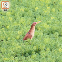 馬太鞍濕地是台灣賞鳥重地，能見到的珍貴鳥類繁多，包括這隻葦鳽。