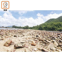 連島沙洲是由卵石、沙粒和貝殼碎形成，長約250米。
