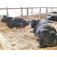 萬葉牛是近10年才出現的鳥取和牛品種，油分剛好而且肉味濃郁。