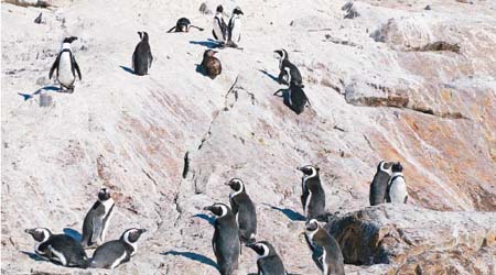 前往阿果亞灣的聖克羅伊島，可近距離觀賞難得一見的野生非洲企鵝。