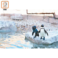 戶外部分的水池可看到復康中的企鵝。