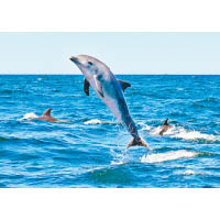 出於對人類的好奇，寬吻海豚不時會躍出海面。