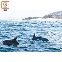 乘船的沿途經常看到鰹鳥在阿果亞灣的上空翱翔。寬吻海豚游泳速度極快，要用相機捕捉到並不容易。