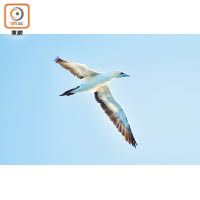 乘船的沿途經常看到鰹鳥在阿果亞灣的上空翱翔。