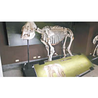 從台北帝國大學時期開始，動物館已收藏各種東南亞生物標本。