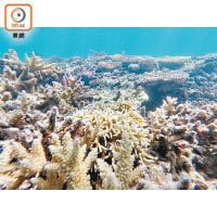 Yonara水道上年珊瑚突然白化，經培殖後如今已長出嫩芽。